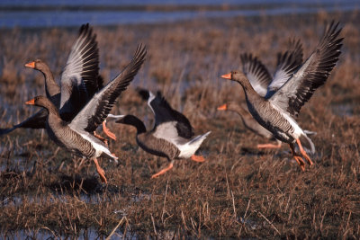 Oche selvatiche - Greylag Geese