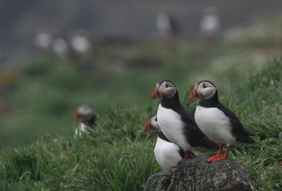 Puffins