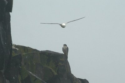 Peregrine Falcon and Fulmar