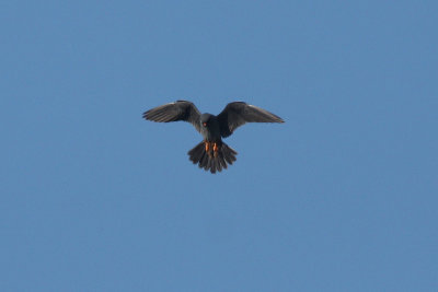 red-footed_falcon_-_falco_cuculo