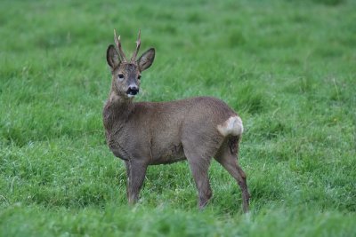 Capriolo - Roe deer