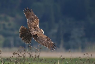 Falco di palude -Marsh Harrier