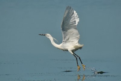 Garzetta - Little Egret