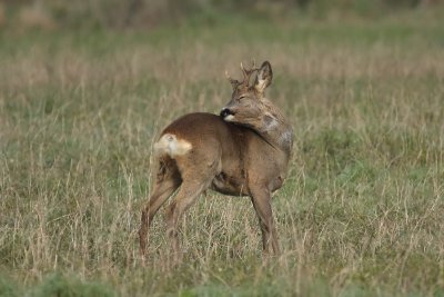 Capriolo - Roe deer