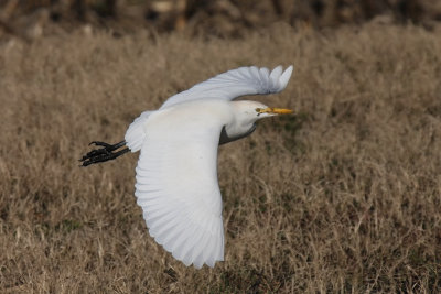 Airone Guardabuoi - Cattle Egret