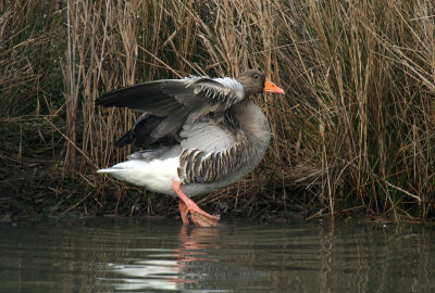 Oca selvatica - Greylag Goose