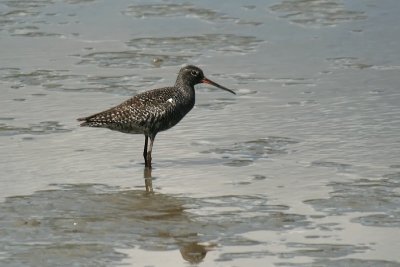 Totano Moro - Spotted Redshank