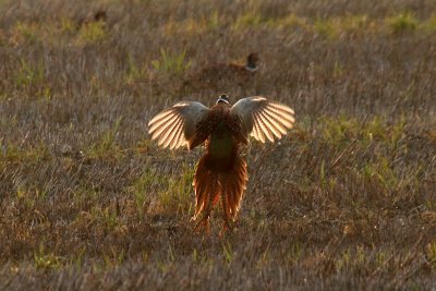 Fagiano - Pheasant