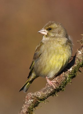 Verdone - Greenfinch