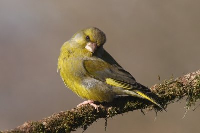 Verdone - Greenfinch