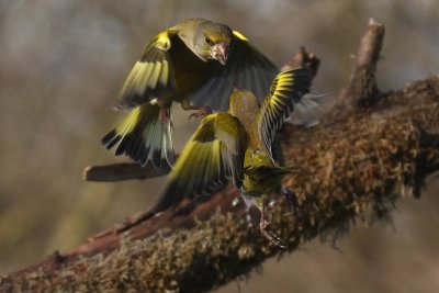 Verdoni - Greenfinches