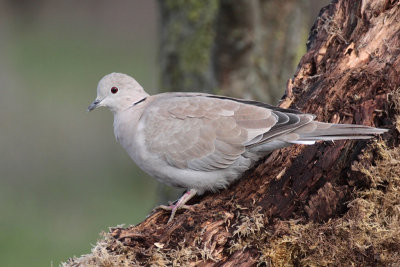 Tortora dal collare orientale - Collared Dove