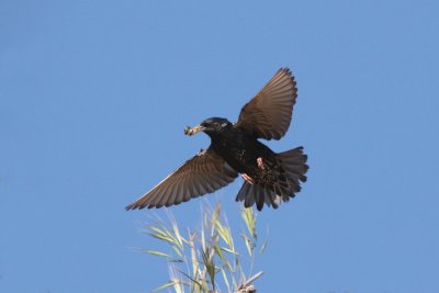 Storno - Starling