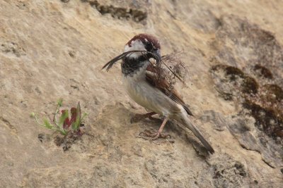 Passero - House Sparrow