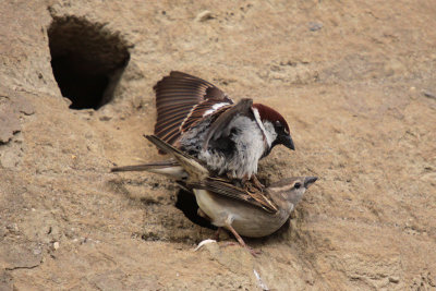 Accoppiamento di Passeri - House Sparrow mating