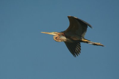 Purple Heron