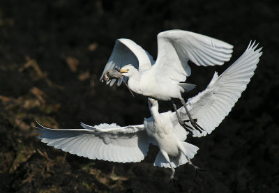 Cattle Egrets in flight with catch ( mouse )