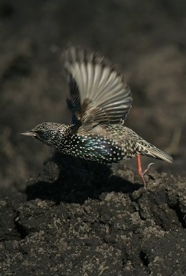 Starling taking off