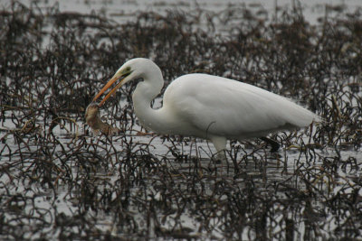 Great White Egret with catch