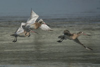 Bar-tailed Godwit