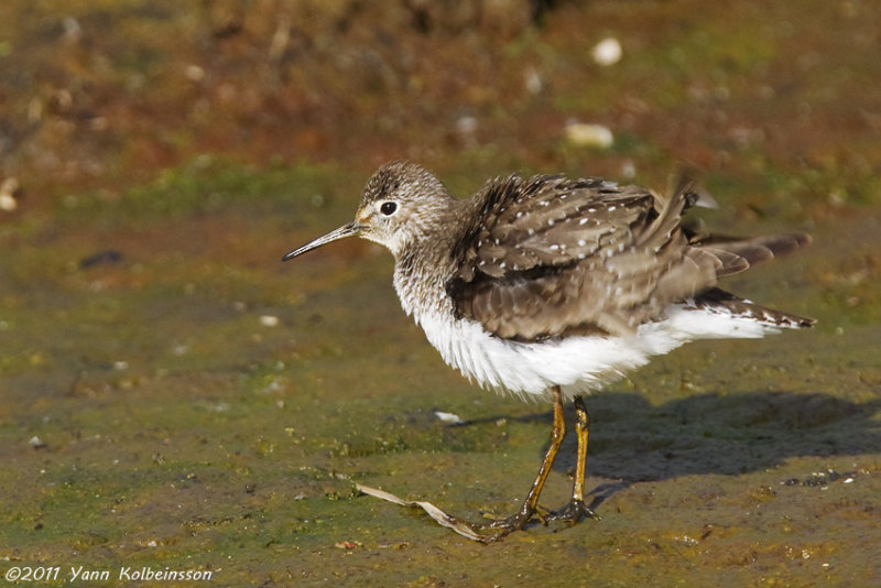 Solitary Sandpiper