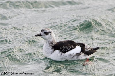 Black Guillemot, winter plumage