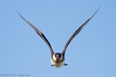 Arctic Skua, adult light morph