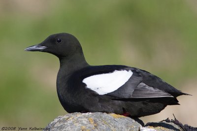 Black Guillemot, summer plumage