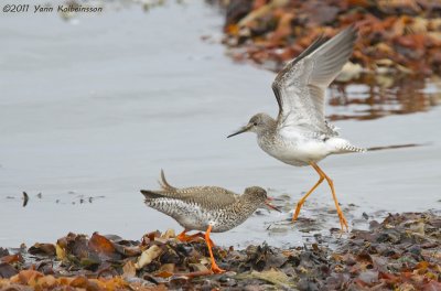 Lesser Yellowlegs (right) with a Common Redshank