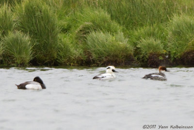 Smew (pair), with a drake Lesser Scaup