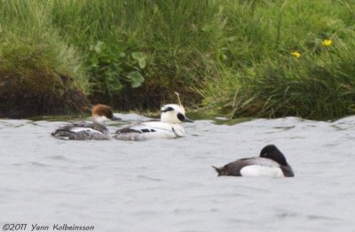 Smew (pair), with a drake Lesser Scaup