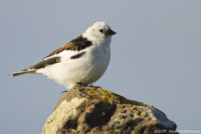 Snow Bunting, male in breeding plumage (ssp. insulae)