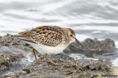 Least Sandpiper (Calidris minutilla)