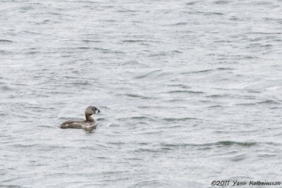 Pied-billed Grebe, adult summer
