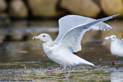 Glaucous-winged Gull, adult winter