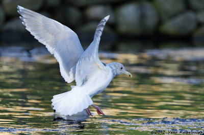 Glaucous-winged Gull, adult winter