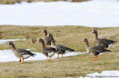 Greater White-fronted Geese, ssp. albifrons