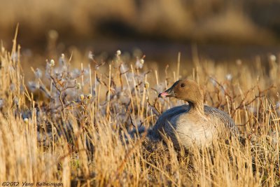 Pink-footed Goose, on nest