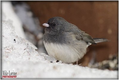 Junco_32509.jpg