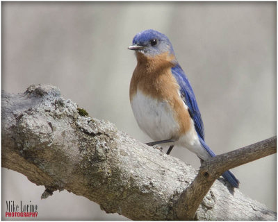 _DSC2357_1099 blue bird.jpg