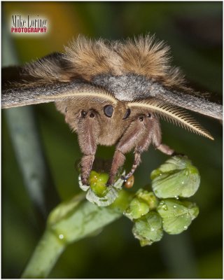_5891silk moth.jpg