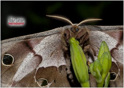 _5882silk moth.jpg