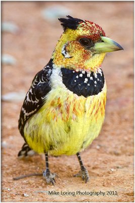 _8846_ Crested Barbet.jpg