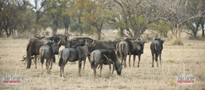 blue wildebeest.jpg