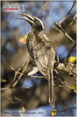 _8003Grey hornbil.jpg