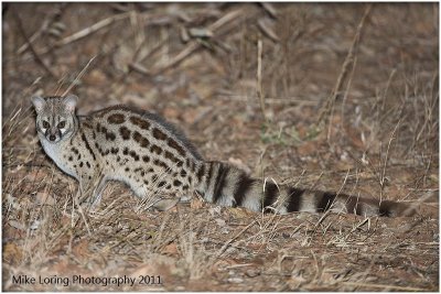 _9314_Genet.jpg