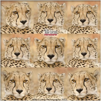 Cheetah Colage.jpg