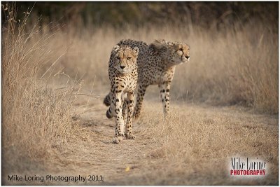 cheetah_photos