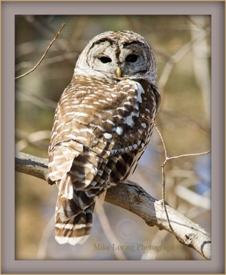 Barred Owl copy.jpg