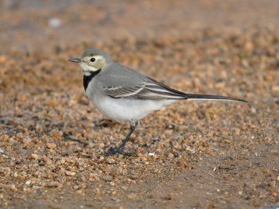 Ballerina Giovane - Motacilla alba